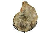 Cretaceous Ammonite (Mammites) Fossil with Metal Stand - Morocco #164228-3